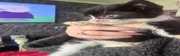 Mixed Breed cats for sale: 2 kittens who need a loving home free in Oldham - Advert 2