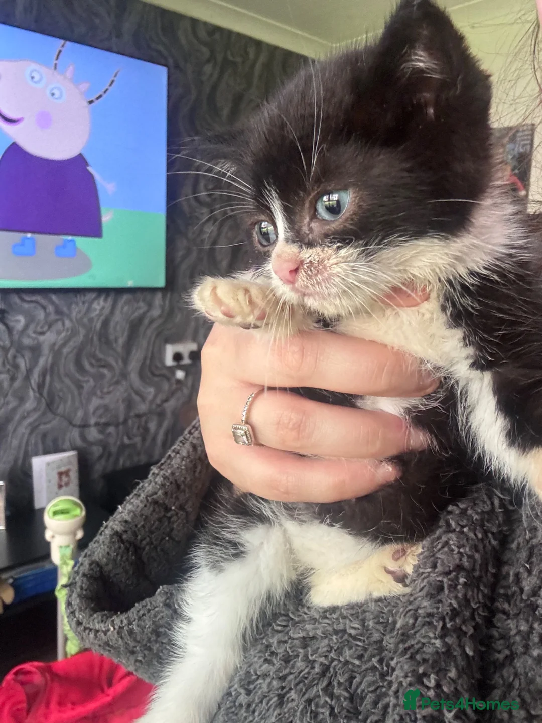 Mixed Breed cats for sale: 2 kittens who need a loving home free in Oldham - Advert 2