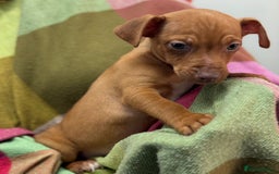 Jack Russell dogs for sale: 9 weeks old Jack Russel puppy's  - Image 10