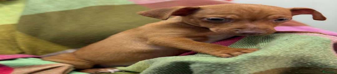 Jack Russell Puppy 1