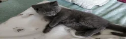 Russian Blue cats for sale: Absolutely beautiful Russian Blue Kittens 8 weeks - Advert 3