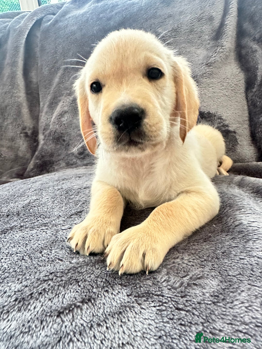Golden Retriever dogs for sale: KC REGISTERED GOLDEN RETRIEVER PUPS - Image 4