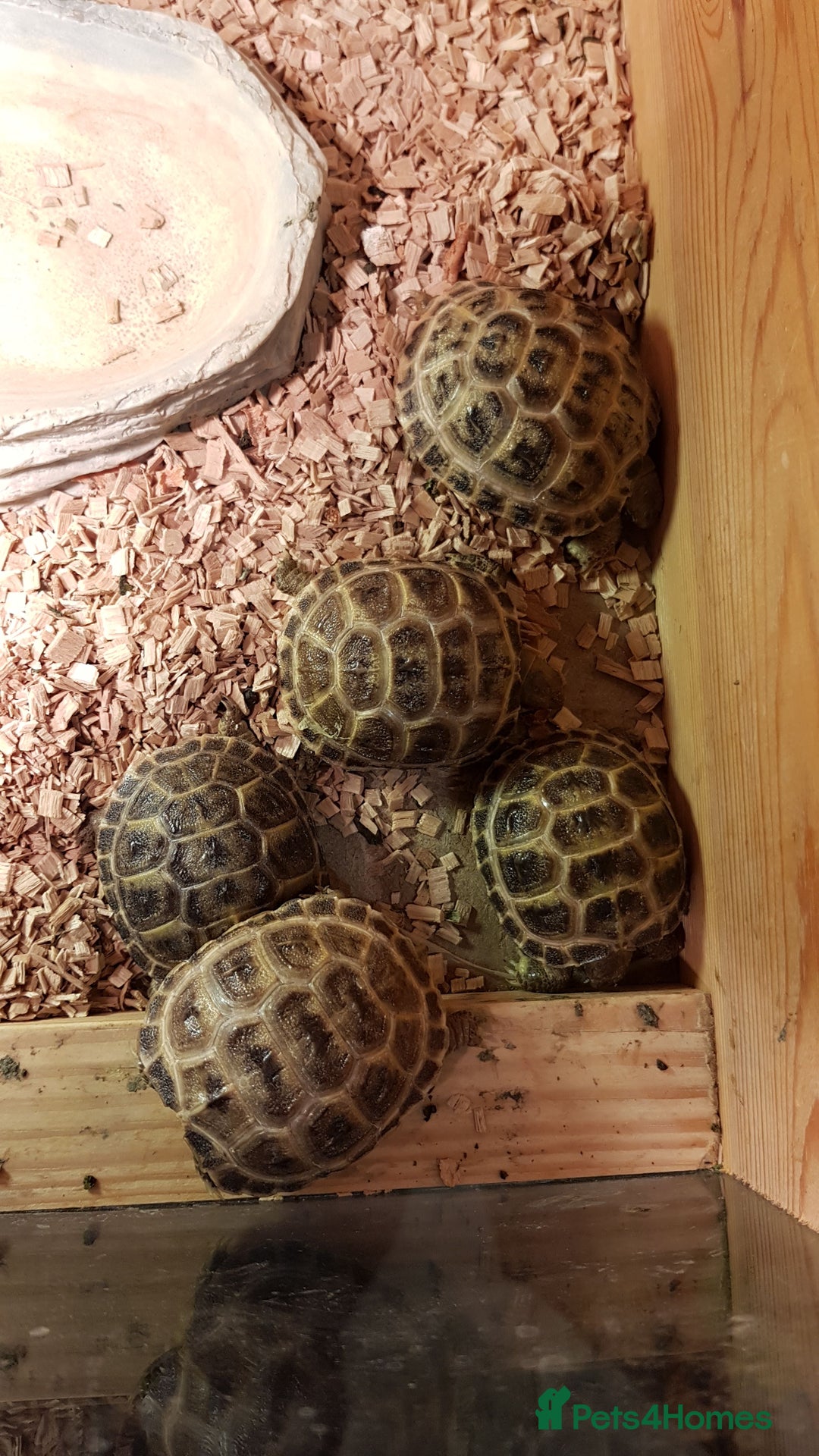 Tortoise reptiles for sale: Baby horsefield tortoise with full set up  - Advert 3
