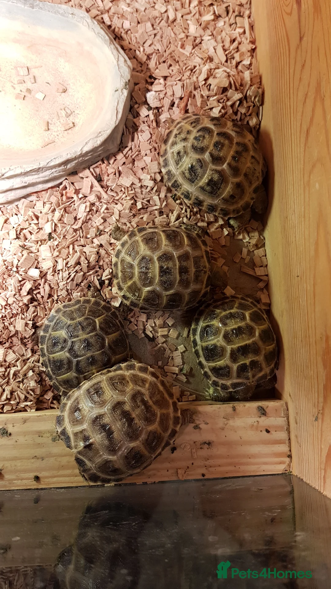 Tortoise reptiles for sale: Baby horsefield tortoise with full set up  - Advert 3