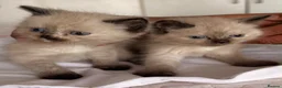 Mixed Breed cats for sale: 6 ragdoll x Persian kittens - Advert 25