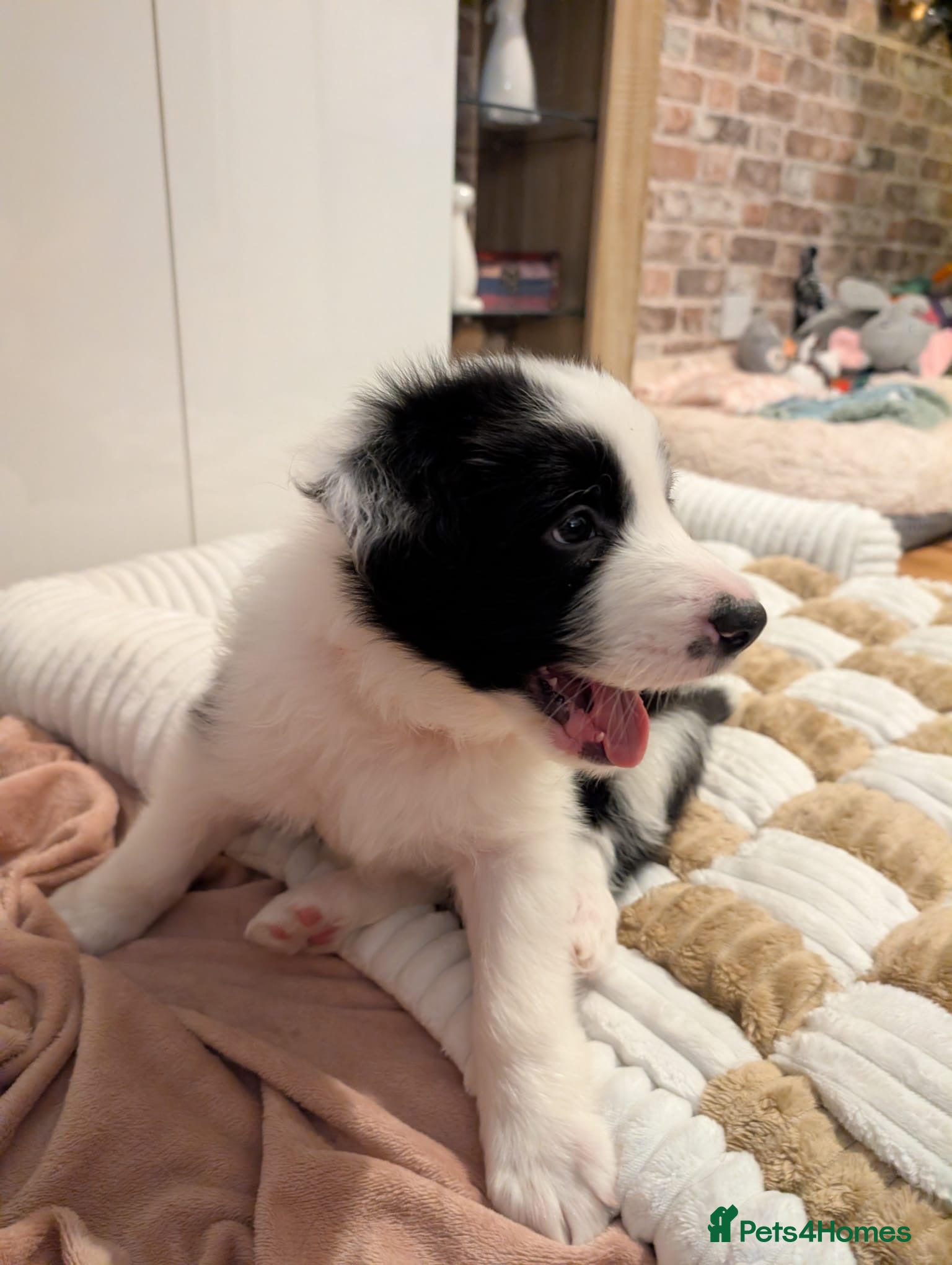 Border Collie dogs 3 puppies left from international champion line - Advert 8