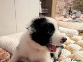 Border Collie dogs 3 puppies left from international champion line - Advert 5