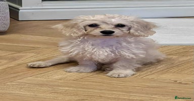 Mixed Breed dogs - Advert 4