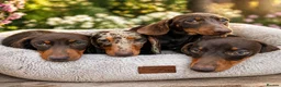 Miniature Dachshund dogs for sale: Miniature dachshund - KC registered  - Advert 1