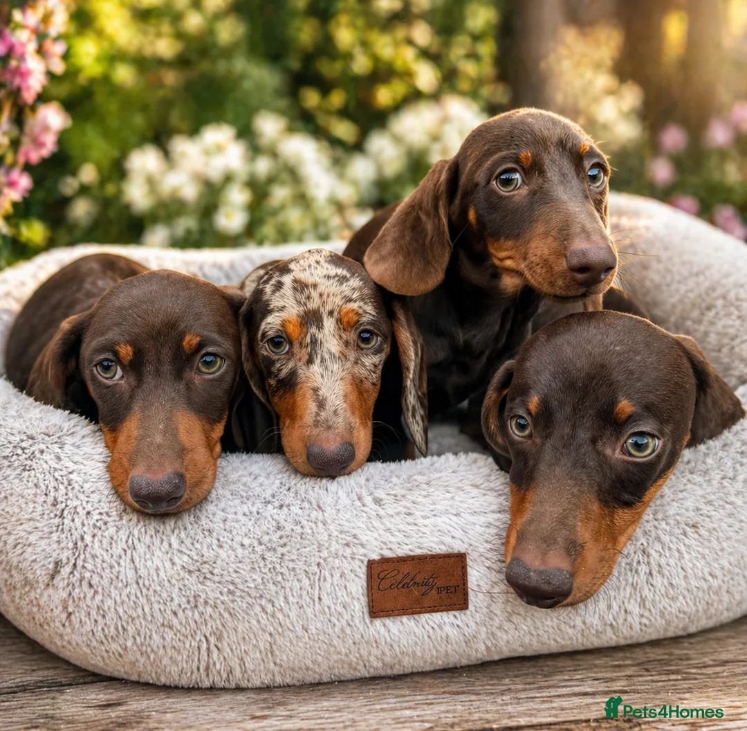 Miniature Dachshund dogs for sale: Miniature dachshund - KC registered  - Advert 1