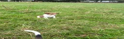 Welsh Collie dogs for sale: Welsh sheepdog puppies for sale  - Advert 11