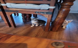 Mixed Breed cats for sale: Adorable male kittens  - Image 1