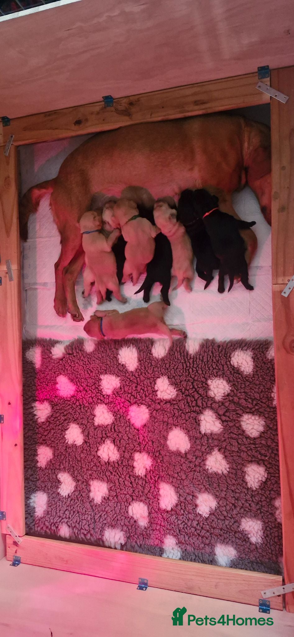 Labrador Retriever dogs Labrador puppys - Advert 9