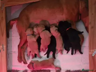 Labrador Retriever dogs Labrador puppys 1 black boy left!!! - Advert 1