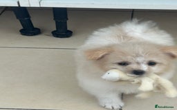 Mixed Breed dogs for sale: Beautiful Pomachons  - Image 6
