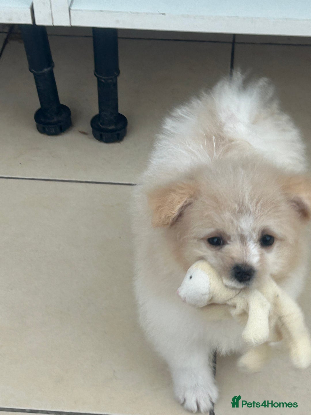Mixed Breed dogs for sale: Beautiful Pomachons  - Image 6