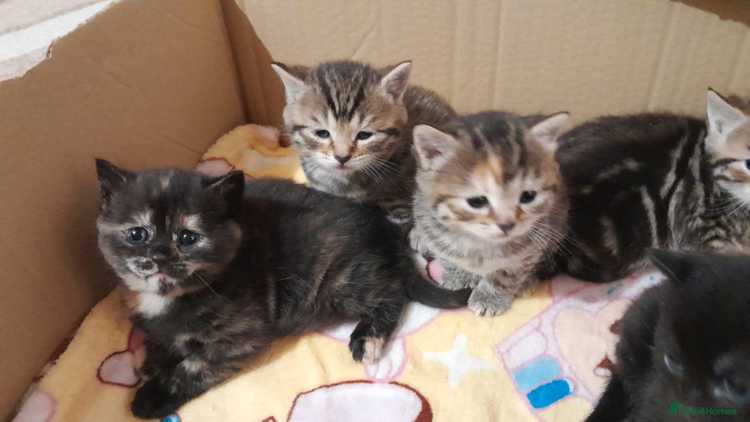 Mixed Breed cats for sale: Gorgeous tabbies/tortie from British shorthair mum - Advert 4