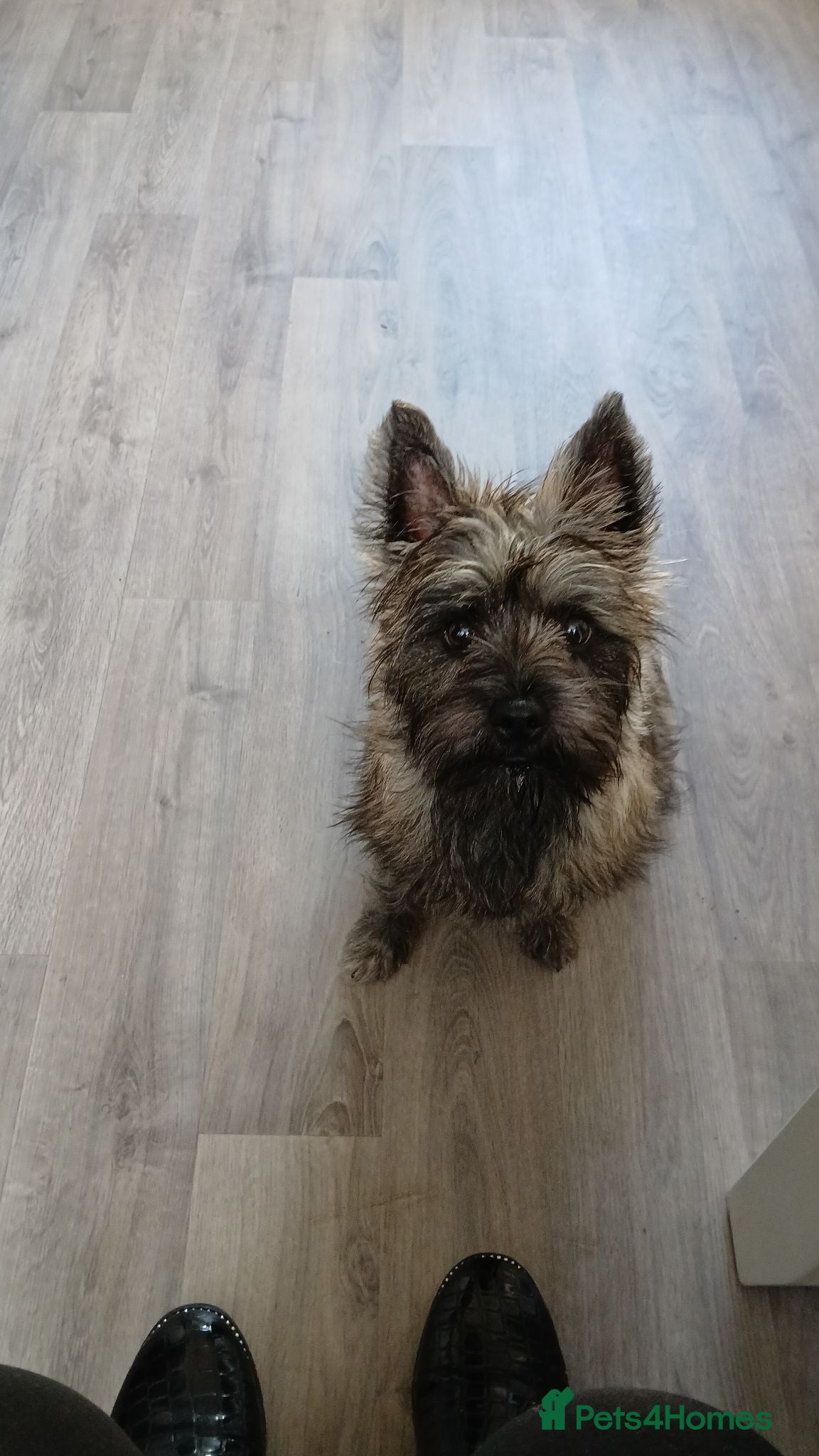 Cairn Terrier dogs Cairn terrier girl  - Advert 7