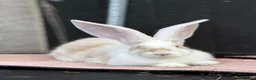 Continental Giant rabbits for sale: Continental Giants  - Advert 1