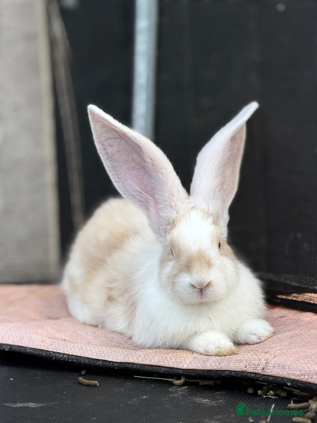 Continental Giant rabbits for sale: Continental Giants  - Advert 1