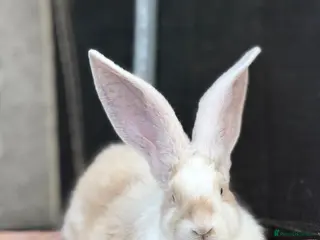 Continental Giant rabbits Continental Giants - Advert 9