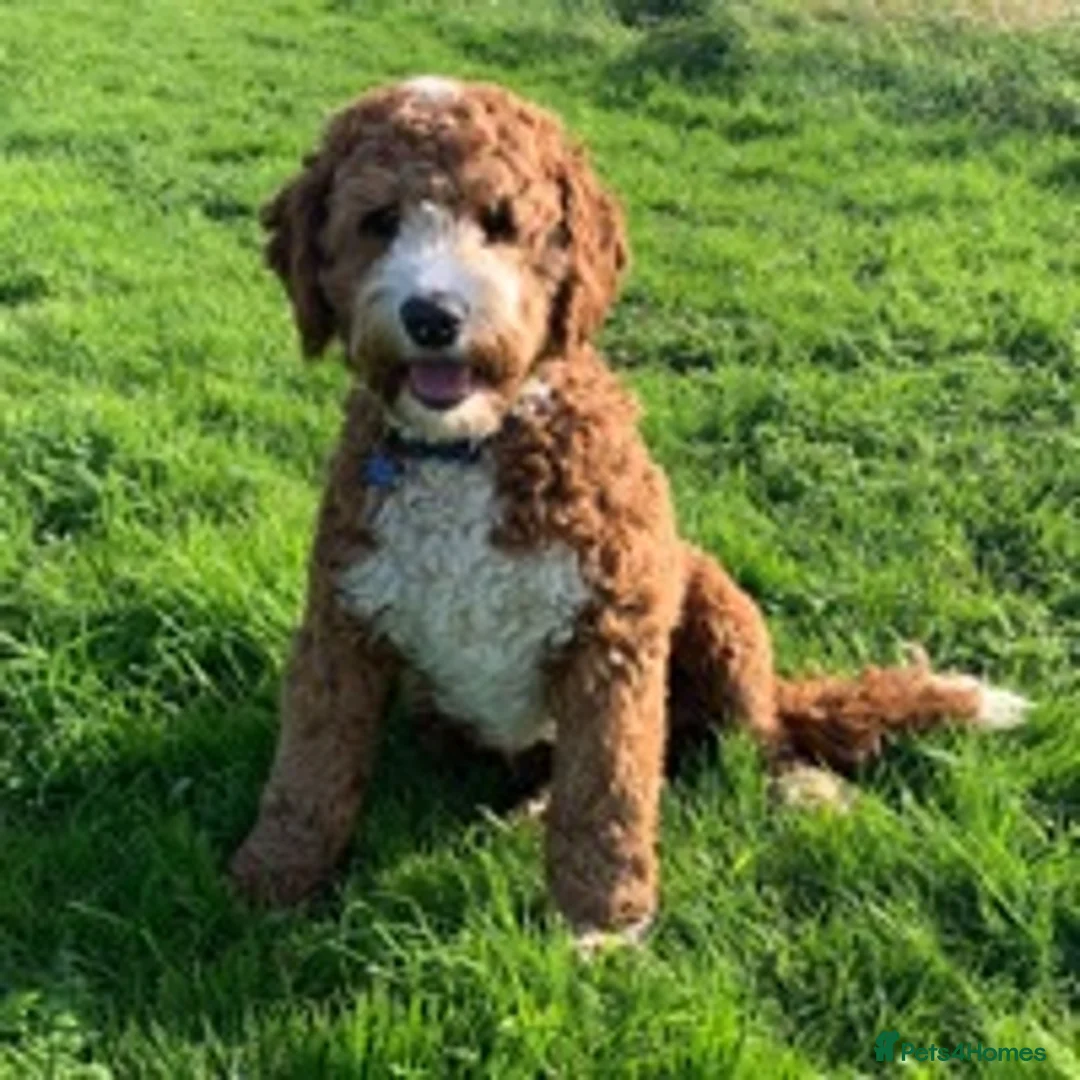Labradoodle dogs for stud: Australian Labradoodle Stud in Driffield - Advert 1