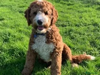 Labradoodle dogs Australian Labradoodle Stud in Driffield - Advert 3