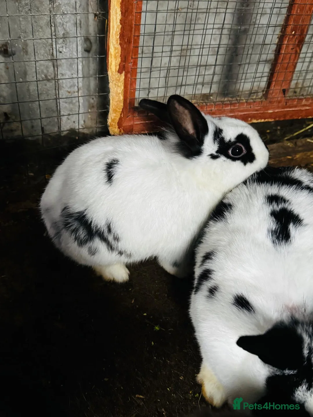 Continental Giant rabbits for sale: Continental Giant Rabbits - Advert 4