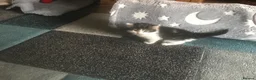 Mixed Breed cats for sale: 4 kittens for sale - Advert 4
