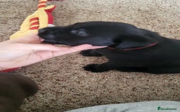 Labrador Retriever dogs for sale: Pedigree Labrador puppies - strong and healthy  - Advert 5