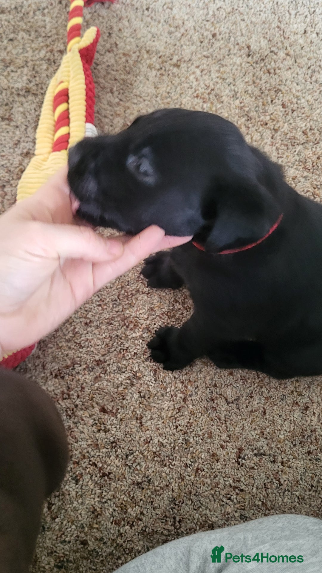 Labrador Retriever dogs for sale: Pedigree Labrador puppies - strong and healthy  - Advert 5