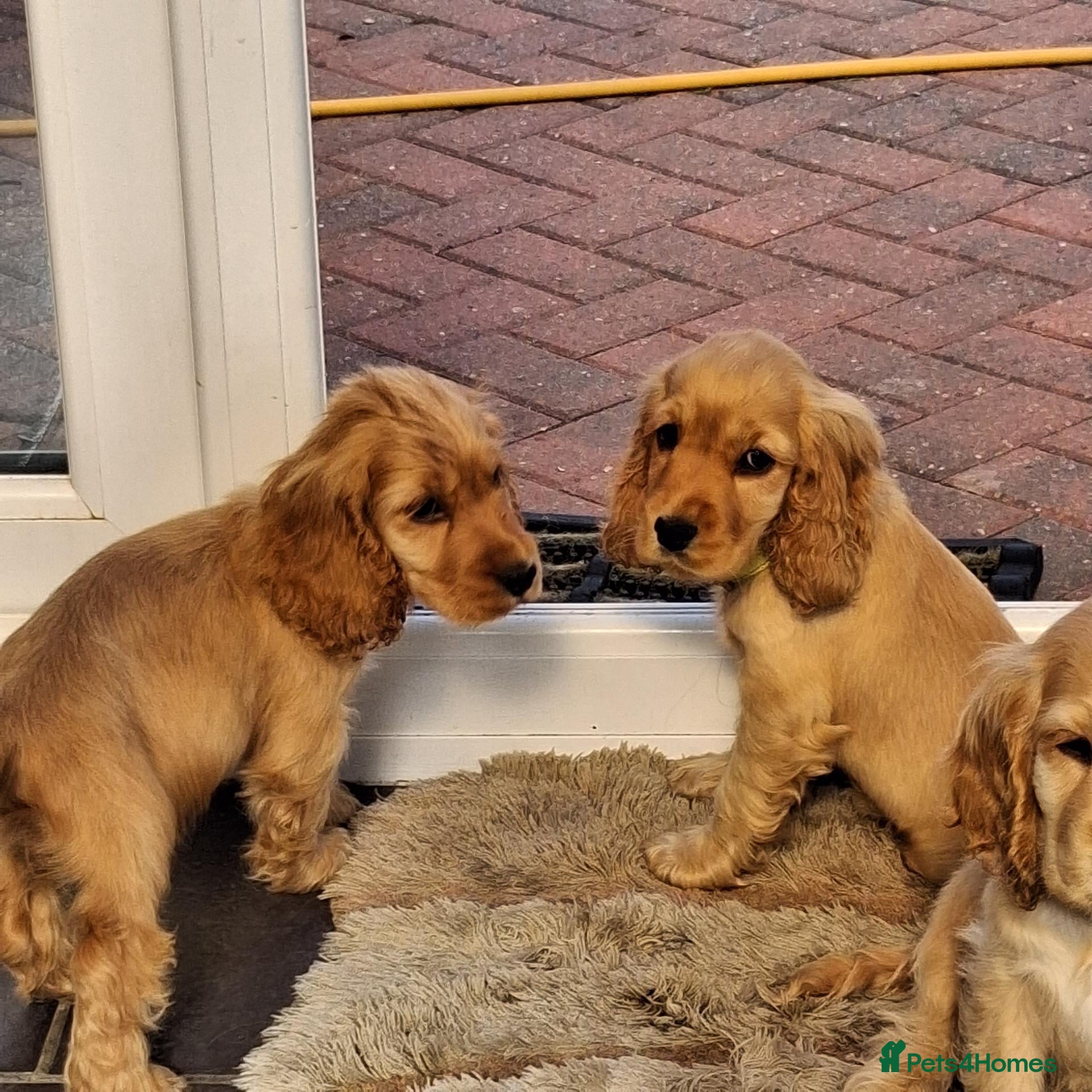 Cocker Spaniel dogs Health tested kc reg golden show cocker spaniels - Advert 2