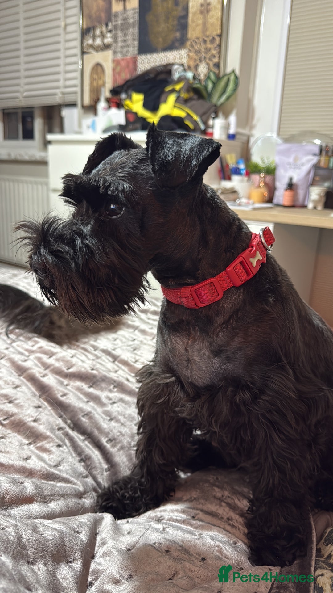 Mixed Breed dogs for sale: F1 Schnoodle Puppies all girl Litter ready March  - Advert 6