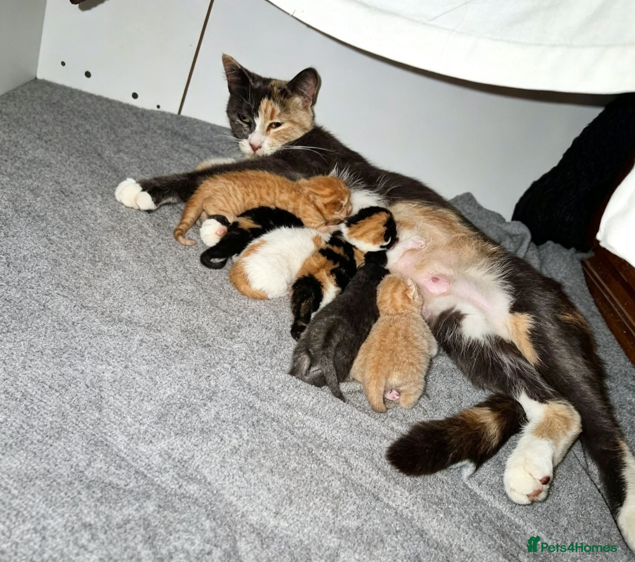 Mixed Breed cats Beautiful kittens ready now  - Advert 2