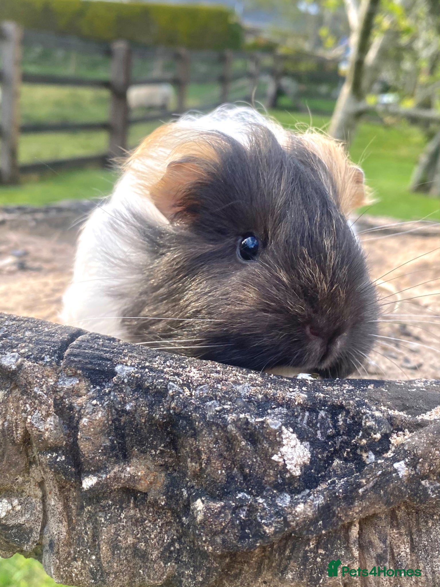 Guinea Pig rodents Guinea Pig Looking for their forever homes  - Advert 2