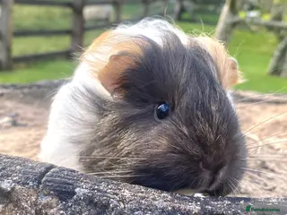 Guinea Pig rodents Guinea Pig Looking for their forever homes - Advert 3