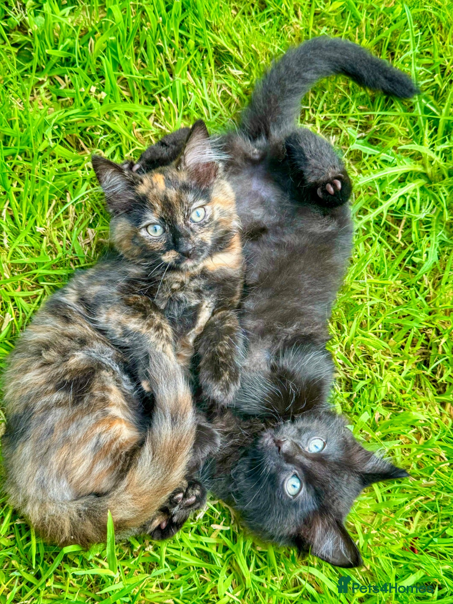 Mixed Breed cats OnLY 3 KITTENS LEFT 4 Fluffy kittens ready to go  - Advert 1