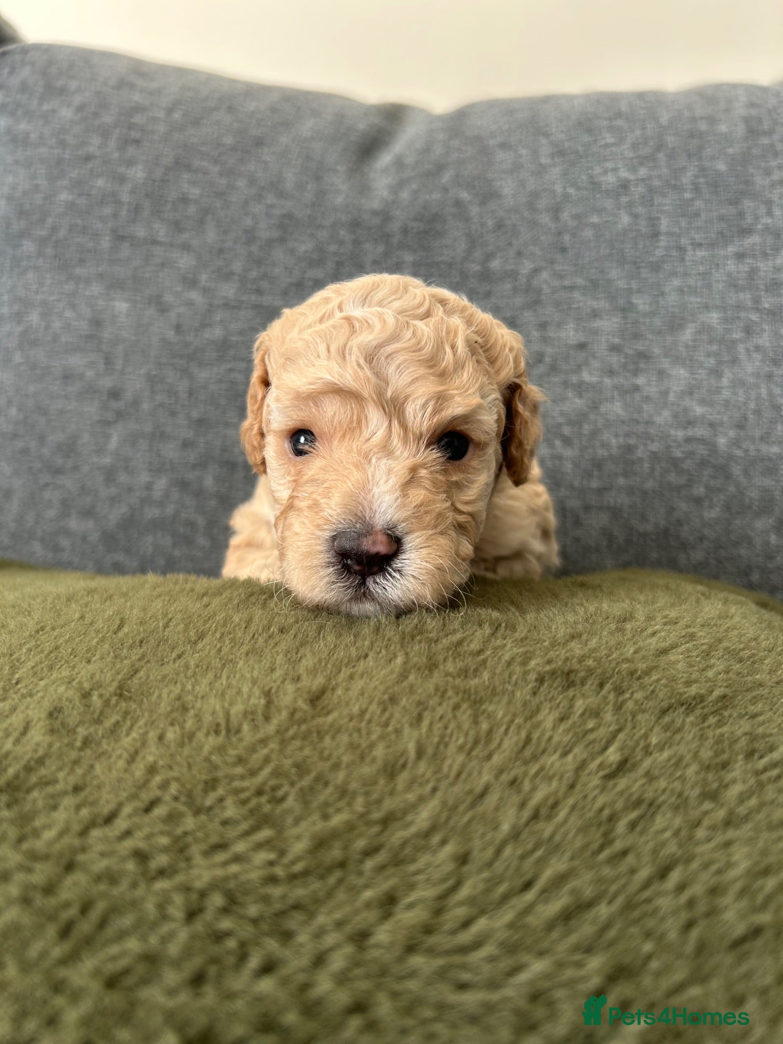 Cockapoo dogs 3 Stunning Cockapoos - Advert 1