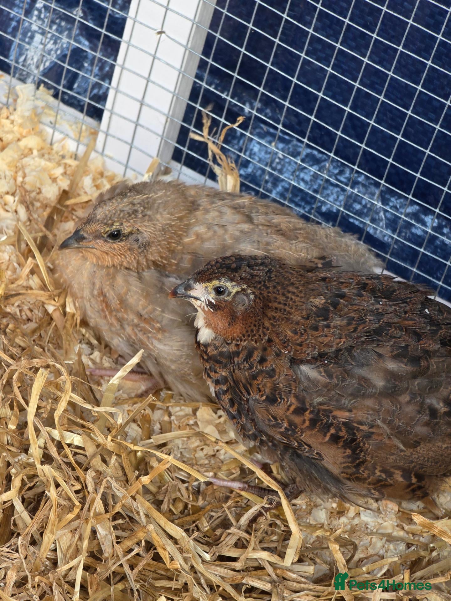Quail poultry 3x courtinix quails boys - Advert 8