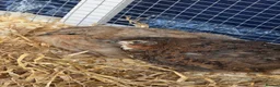 Quail poultry for sale: 3x courtinix quails boys - Advert 1