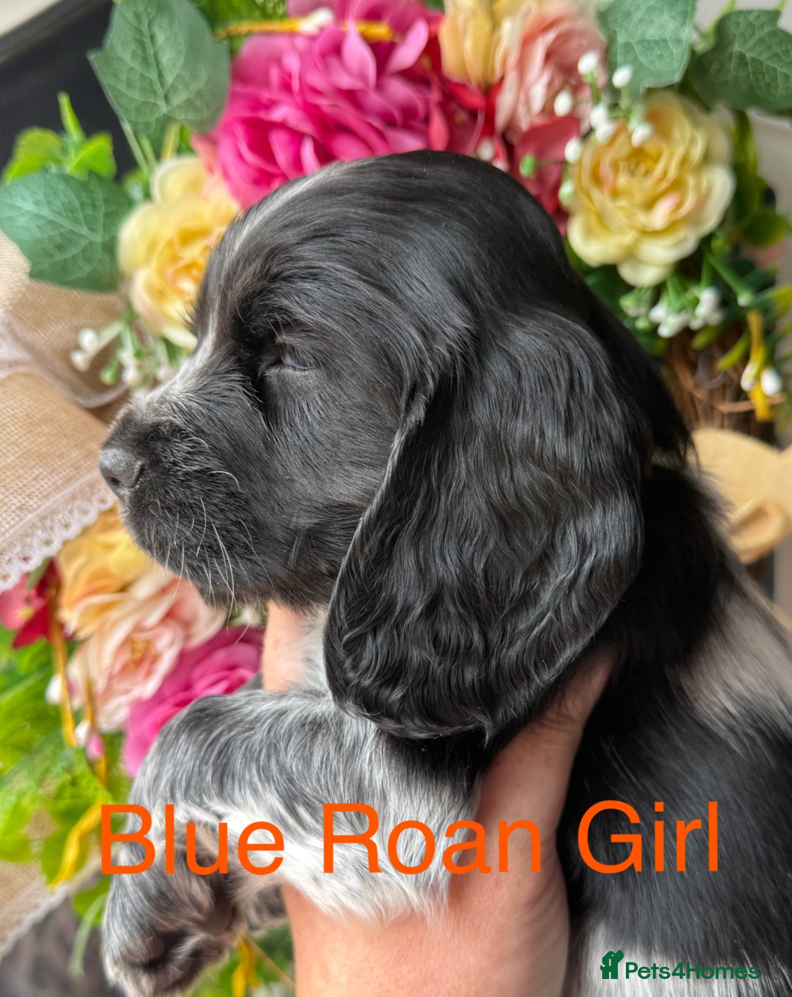 Cocker Spaniel dogs Sykehead cocker spaniels KC comprehensive health - Advert 2