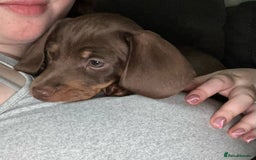 Miniature Dachshund dogs for sale: Chocolate & Red Mini Daxies - Image 27