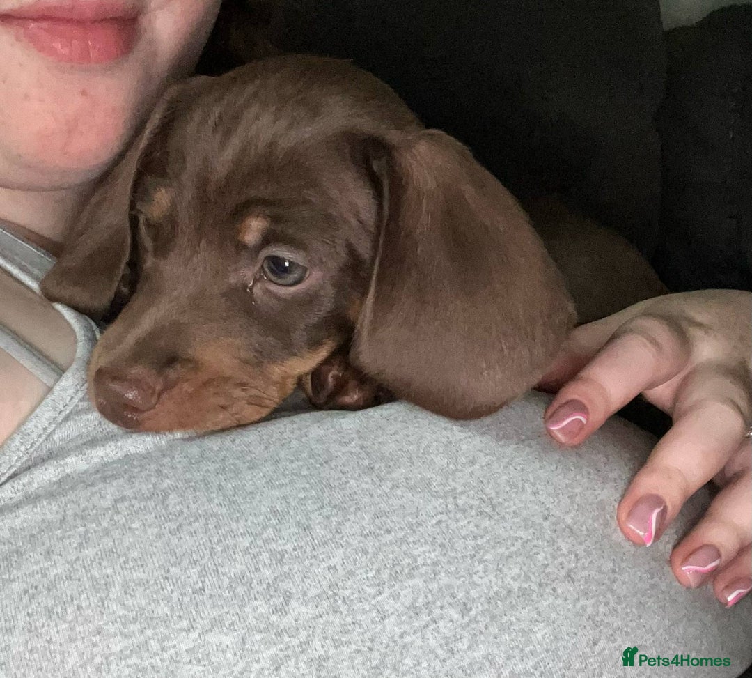 Miniature Dachshund dogs for sale: Chocolate & Red Mini Daxies - Image 27
