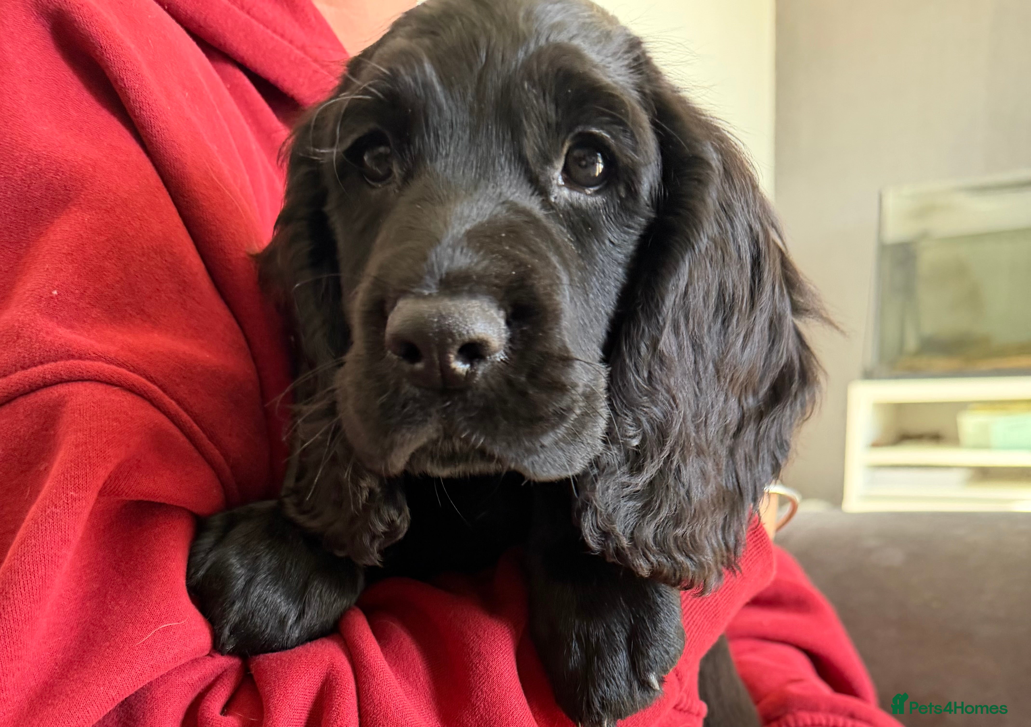 Sprocker dogs Sprocker Pups | Ready to leave | 2 left  - Advert 14