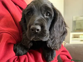 Sprocker dogs Sprocker Pups | Ready to leave | 2 left - Advert 14