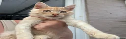 Maine Coon cats for sale: Maine coon cross boy kittens - Advert 4