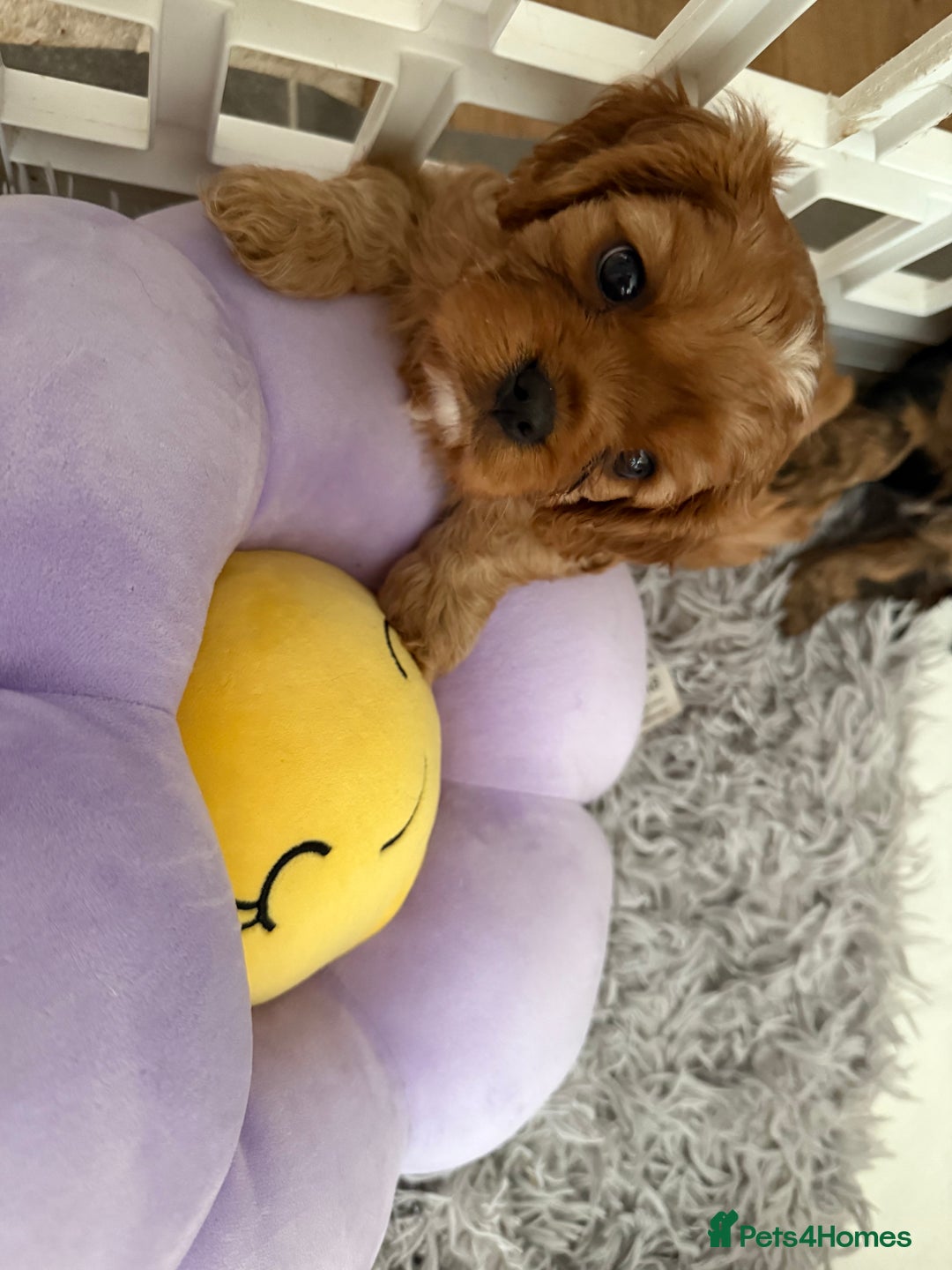 Cavalier King Charles Spaniel dogs for sale: TWO CAVALIER KING CHARLES BOYS AVAILABLE NOW - Image 12