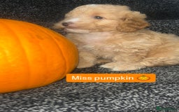 Cockapoo dogs for sale: Stunning toy cockapoo puppies  - Image 27