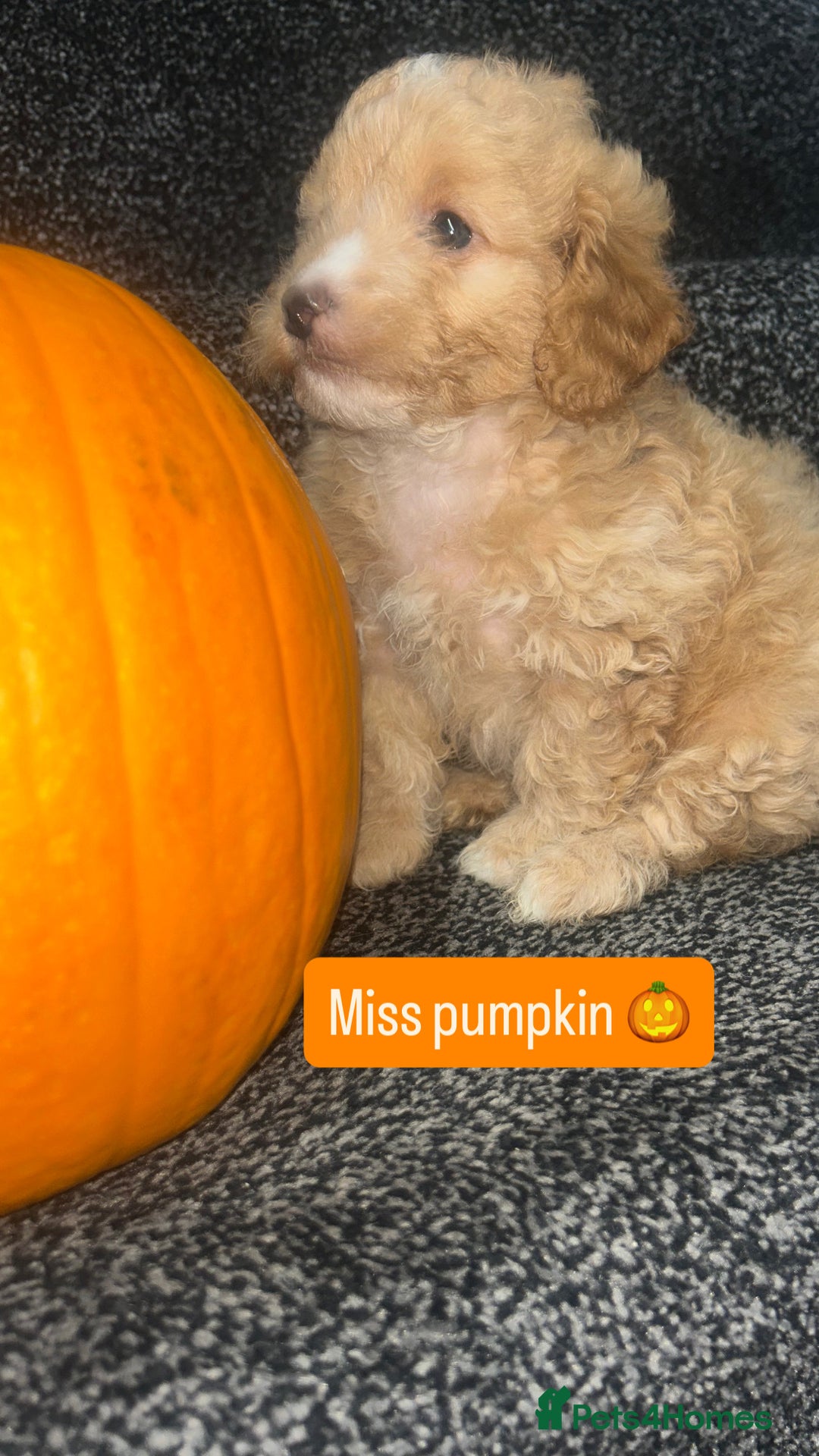 Cockapoo dogs for sale: Stunning toy cockapoo puppies  - Image 27