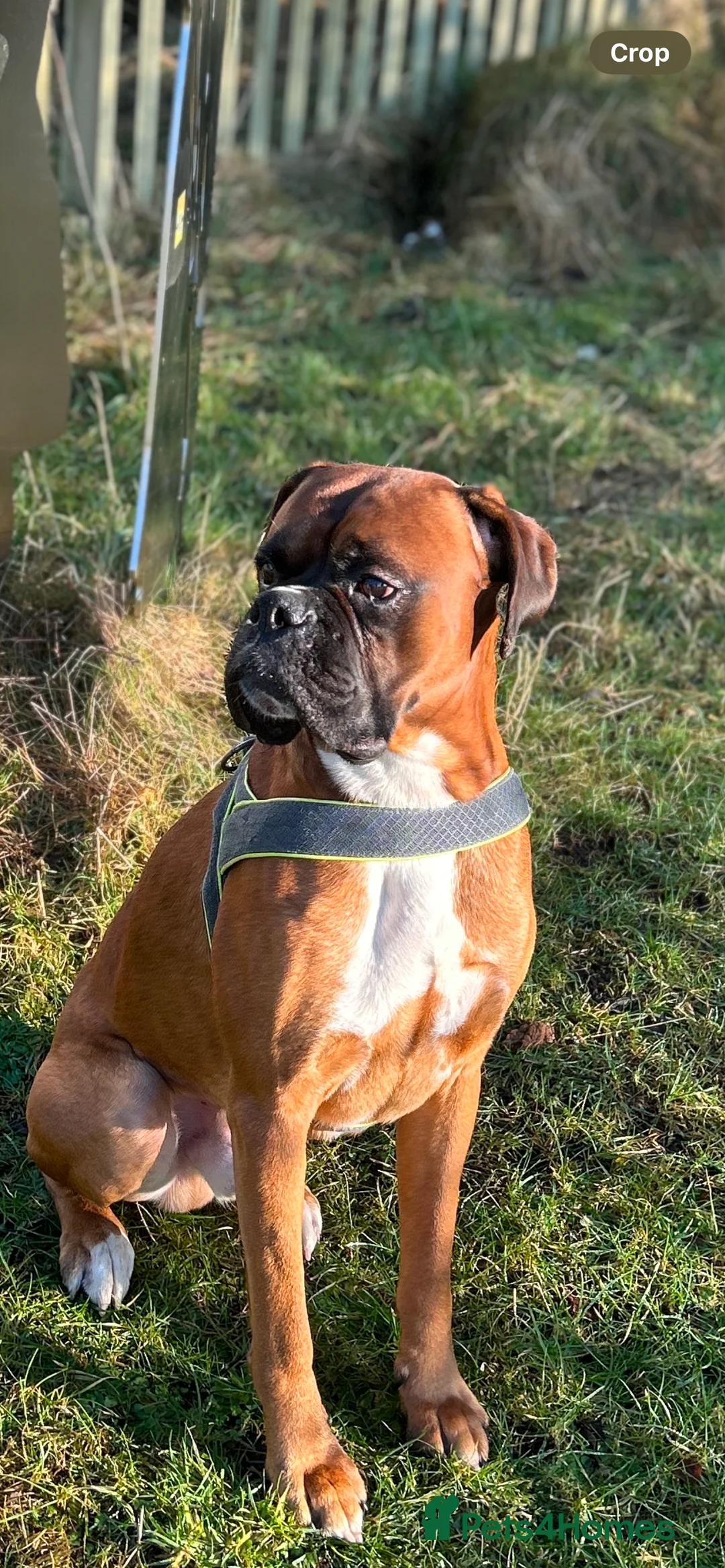 Boxer dogs for stud: Proven Handsome KC reg boxer-Heart score 0 in Tredegar - Advert 22